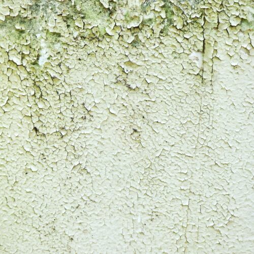 mold damage