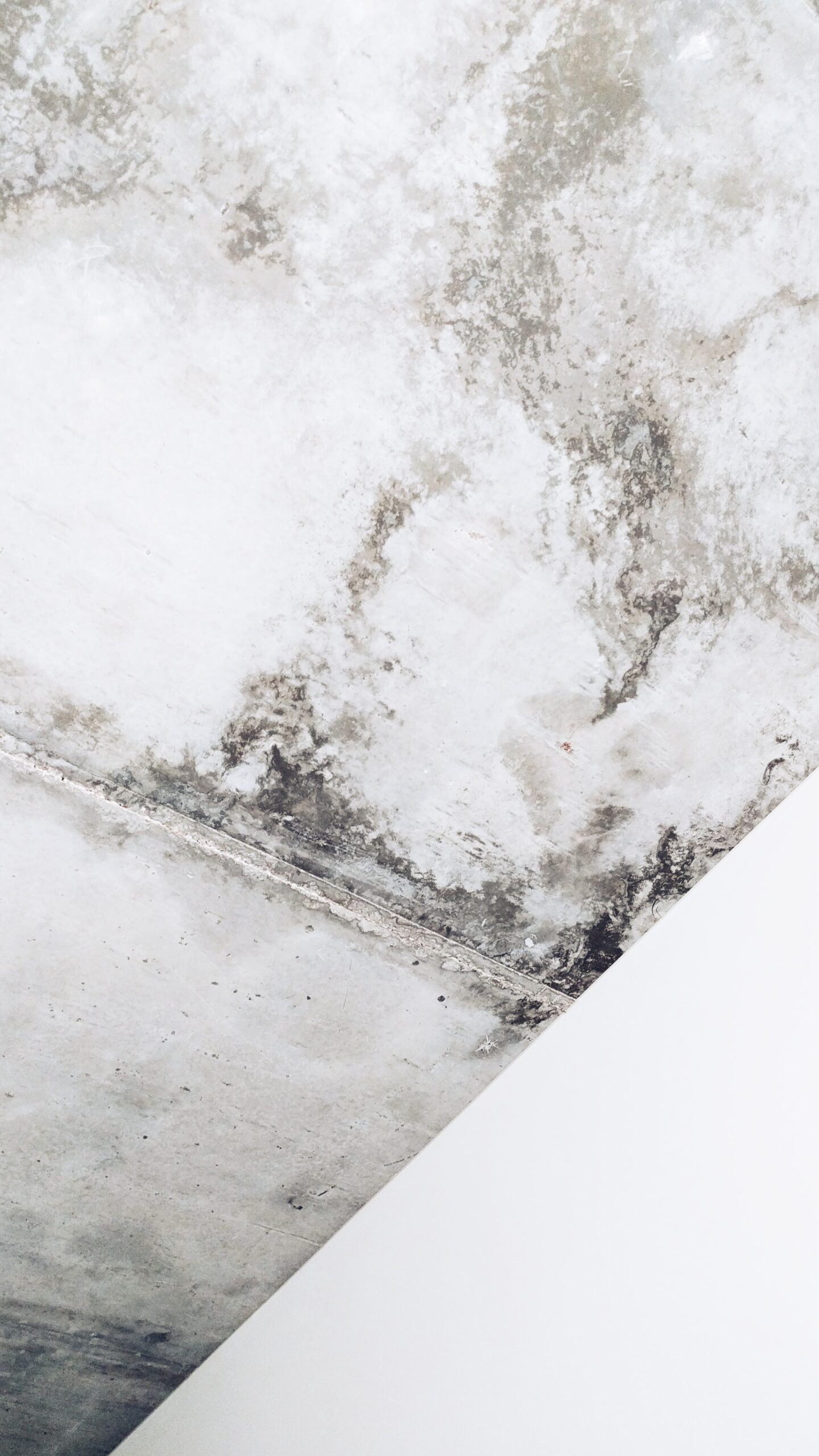 What Makes Someone Qualified to Handle Mold Remediation?