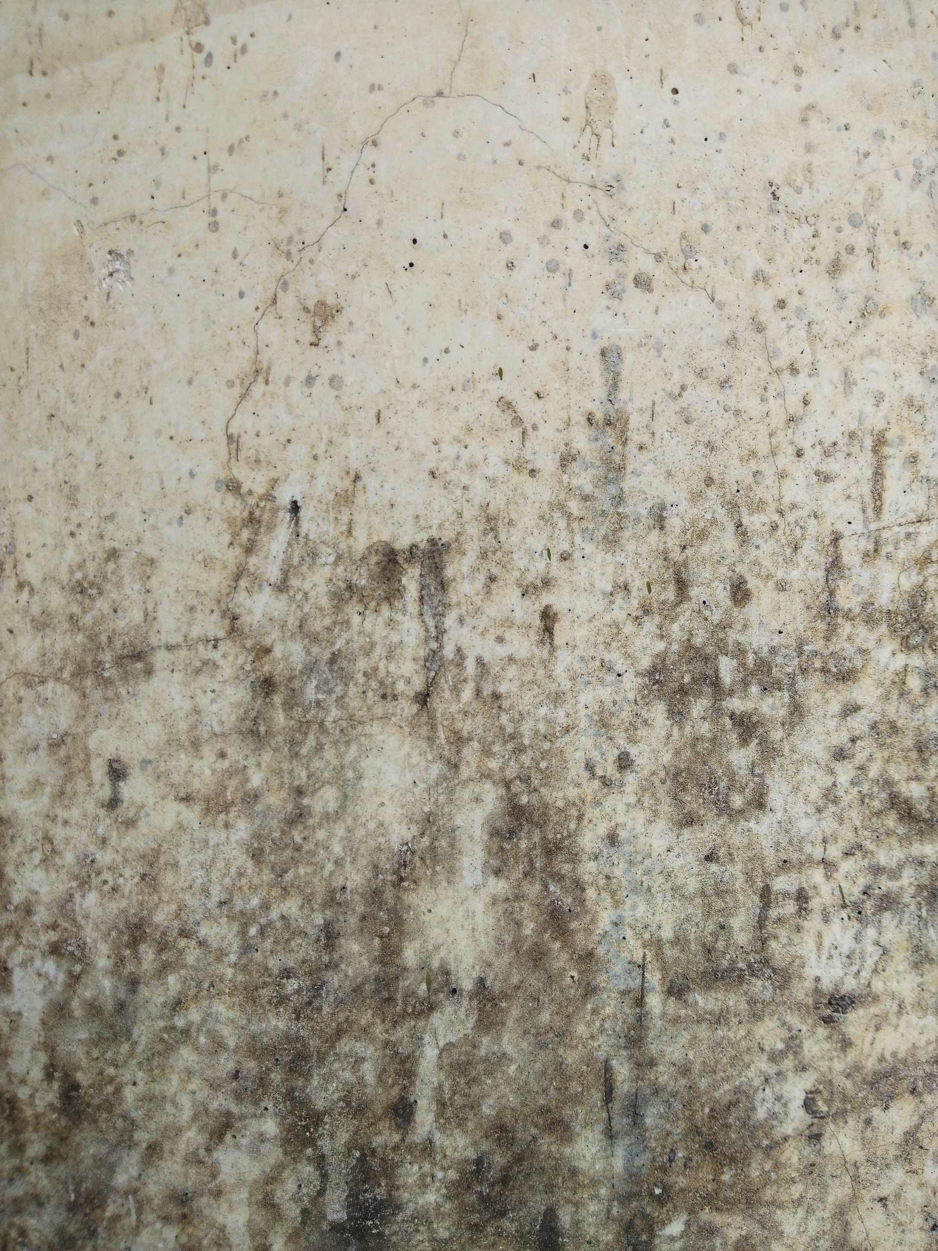 mold damage Tampa