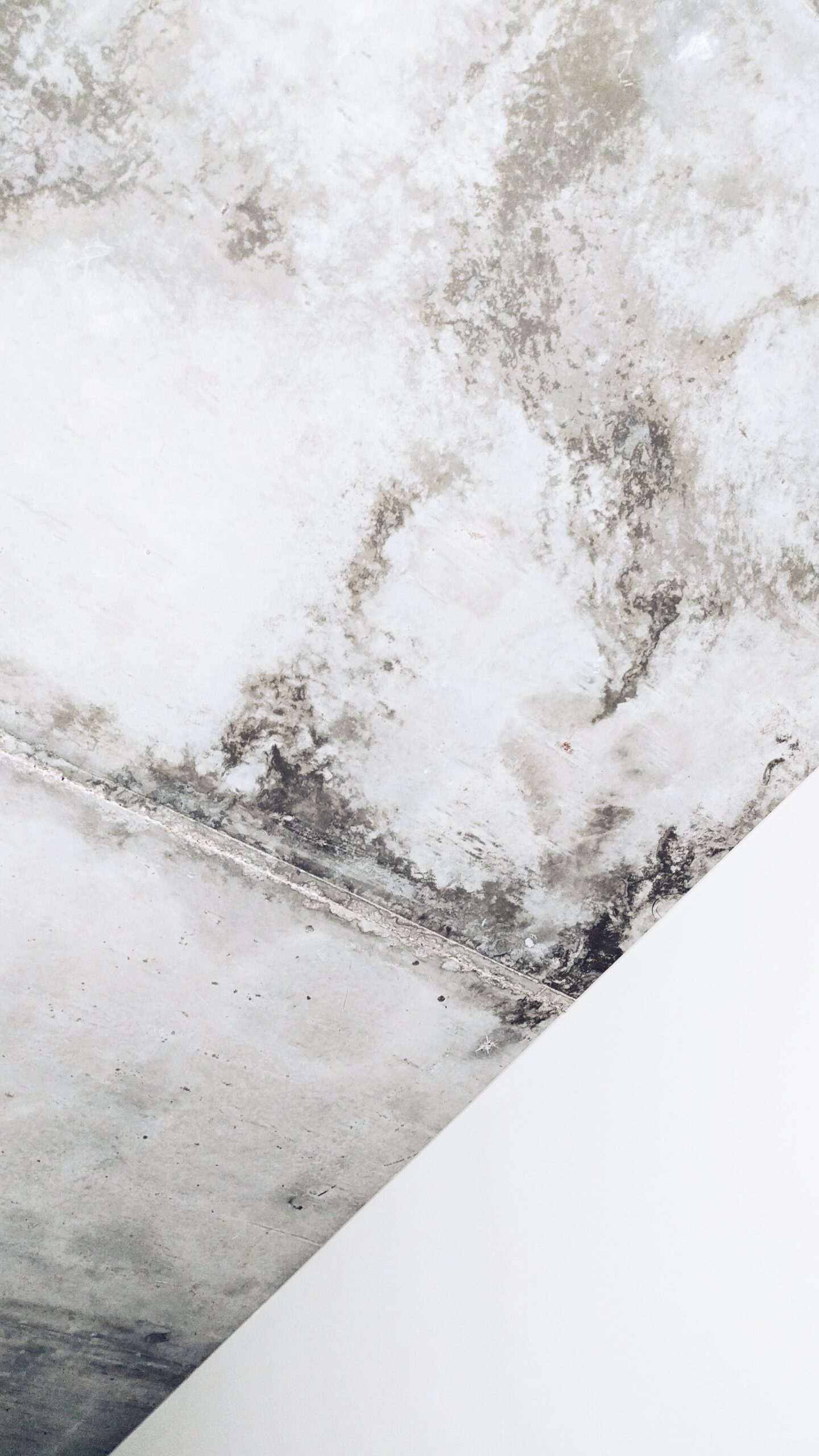Mythbusters: Breaking Down the Myths About Mold Damage